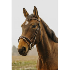 NORTON CLUB - Strass V - Bridle - Shetland pony- bleck